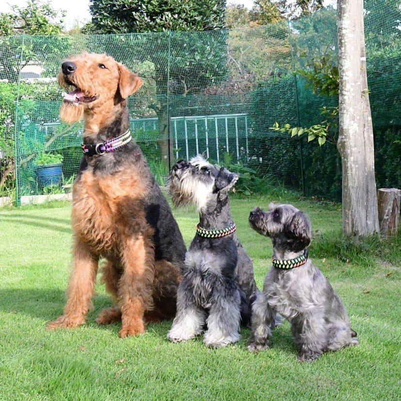 ドッグカフェのあちゃん、麟太郎君、龍之介君