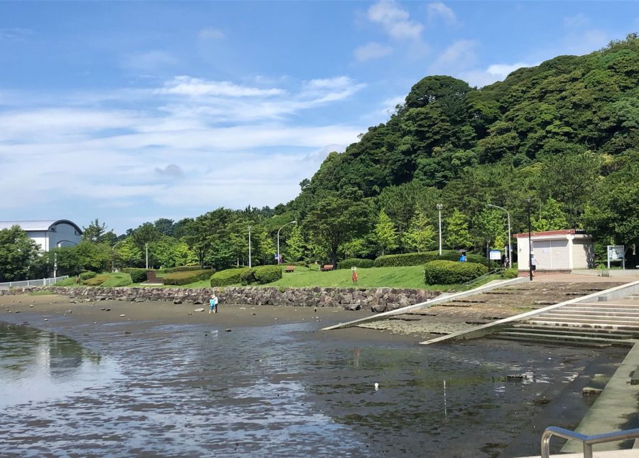富岡八幡宮の社叢林の写真