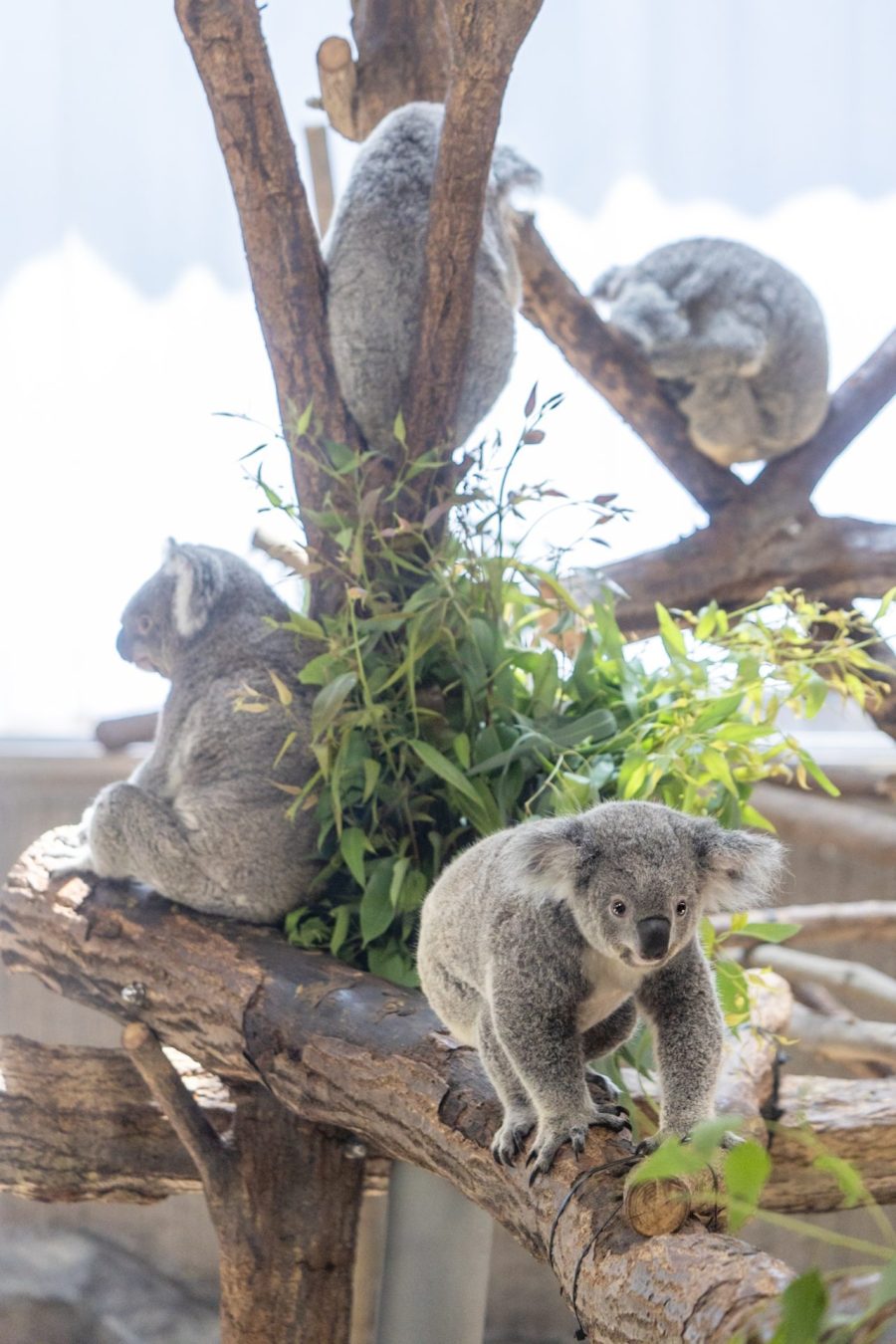 kingkazoo410さんの写真